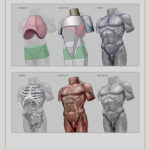 Anatomy For Sculptors, Understanding the Human Figure
